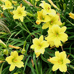Hemerocallis - 'Green Flutter' (Day Lily)