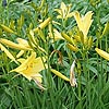 Hemerocallis lilio-asphodelus - Day Lily