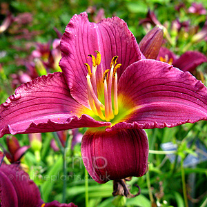 Hemerocallis - 'Little Grapette'