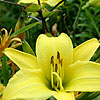 Hemerocallis - Marion Vaughn - Day Lily