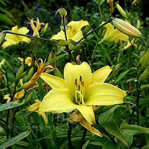 Hemerocallis - 'Marion Vaughn' (Day Lily)