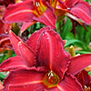 Hemerocallis - Oriental Ruby - Day Lily