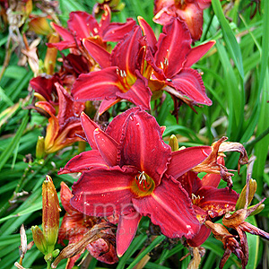 Hemerocallis - 'Oriental Ruby' (Day Lily)