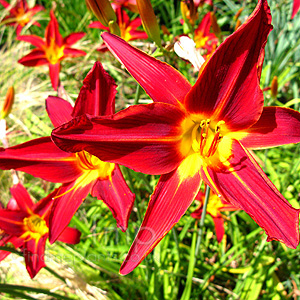 Hemerocallis - 'Stafford'