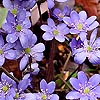 Hepatica nobilis