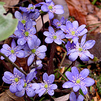 Hepatica nobilis