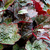 Heuchera - Rachel - Coralbells