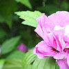 Hibiscus syriacus - Charles Breton - Confederate rose
