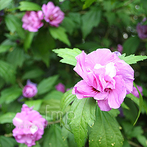 Hibiscus syriacus - 'Charles Breton' (Confederate Rose)