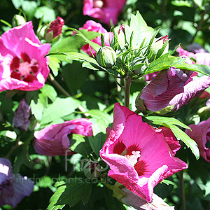 Hibiscus syriacus - Pink Giant' (Cotton Rose)