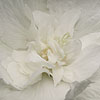 Hibiscus syriacus - White Chiffon