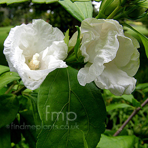 Hibiscus syriacus - 'W.R.Smith' (Cotton Rose)