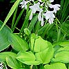 Hosta - Guacamole