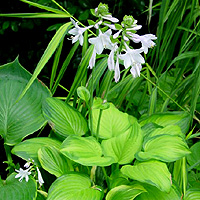 Hosta - 'Guacamole'