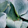 Hosta seiboldiana - Francis Williams - Plantain Lily
