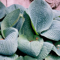 Hosta seiboldiana - 'Francis Williams' (Plantain Lily)