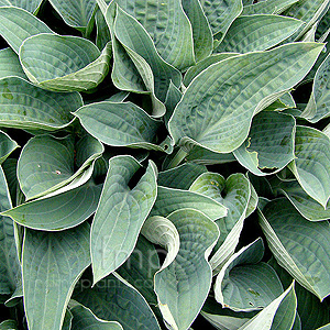 Hosta - 'Brother Ronald'