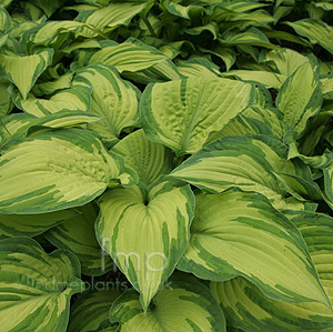 Hosta fortunei - 'Albopicta'