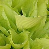 Hosta fortunei - Aurea - Plantain Lily