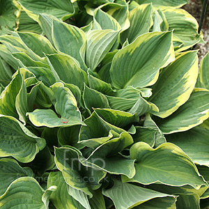 Hosta fortunei - 'Obscura Marginata'