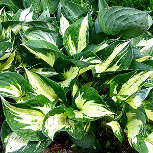 Hosta - 'Revolution'