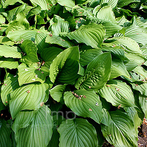 Hosta - 'Royal Standard'