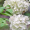 Hydrangea paniculata - Grandiflora