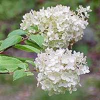 Hydrangea paniculata - 'Grandiflora'