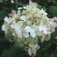 Hydrangea macrophylla - White Lace' (Mop Headed Hydrangea)