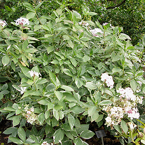 Hydrangea macrophylla - 'Maculata'