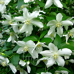 Hydrangea praecox