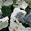 Hydrangea macrophylla - Veitchii