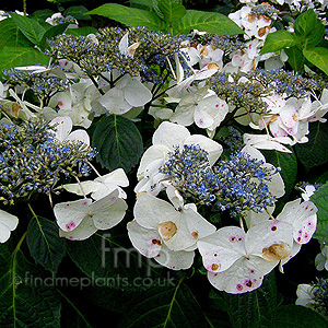 Hydrangea macrophylla - 'Veitchii'