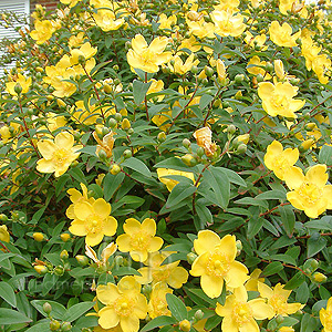 Hypericum calycinum (Rose Of Sharon)