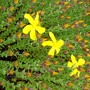 Hypericum olympicum