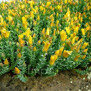 Hypericum olympicum - 'Grandiflorum'