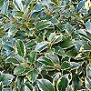 Ilex aquifolium - Watereriana