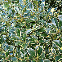 Ilex aquifolium - 'Watereriana'