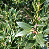 Ilex  aquifolium - Angustifolia - Holly,  Ilex