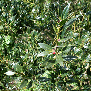 Ilex  aquifolium - 'Angustifolia' (Holly,  Ilex)