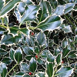 Ilex aquifolium - 'Argentea Marginata' (Holly)
