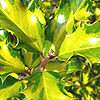 Ilex aquifolium - Calypso - Holly, Ilex