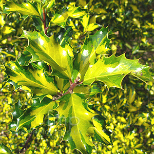 Ilex aquifolium - 'Calypso' (Holly, Ilex)