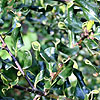 Ilex aquifolium - Crispa - small leaved holly, Ilex