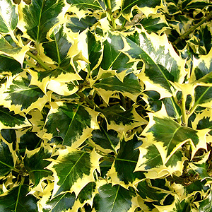 Ilex aquifolium - 'Golden Queen' (Golden Holly)