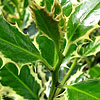 Ilex aquifolium - Elegantissima - Holly,  Ilex