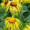 Inula magnifica - Giant Fleabane