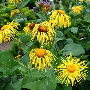 Inula magnifica (Giant Fleabane)