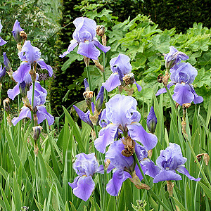 Iris - 'Blue Rhythm'