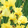 Iris - Fall Primrose